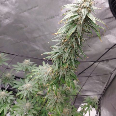 Glookie Monster growlog timeline photo