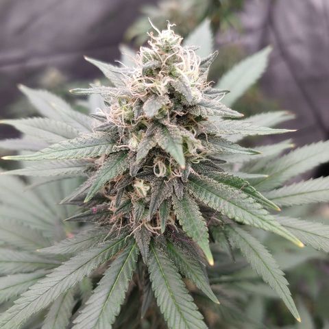 Glookie Monster 2 growlog timeline photo