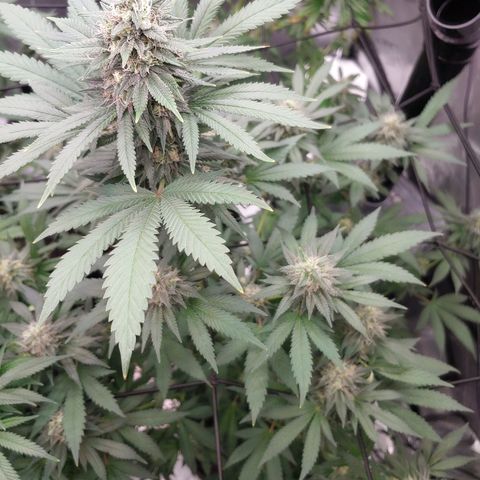 Glookie Monster 2 growlog timeline photo