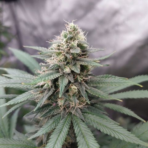 Glookie Monster 2 growlog timeline photo