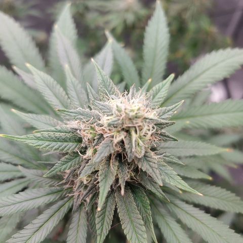 Glookie Monster 2 growlog timeline photo