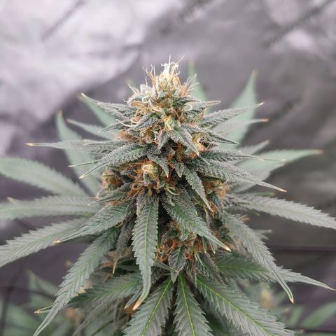 Critical Banana Smoothie growlog timeline photo