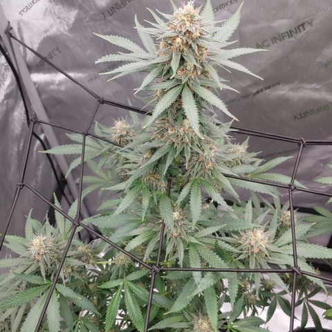 Critical Banana Smoothie growlog timeline photo