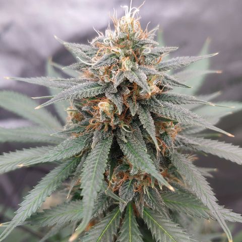 Critical Banana Smoothie growlog timeline photo