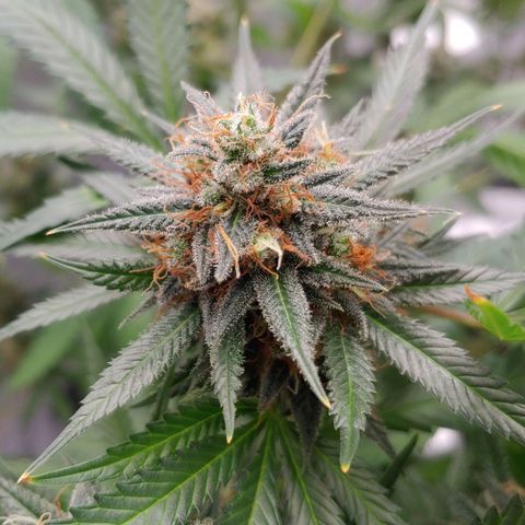 Critical Banana Smoothie growlog timeline photo