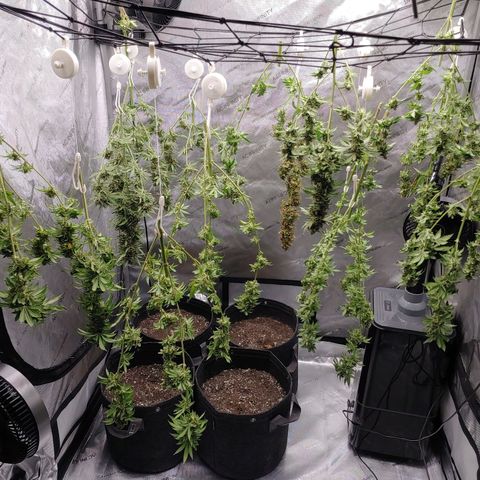 Glookie Monster growlog timeline photo