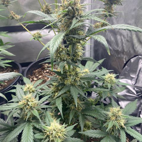 UK Narcotic growlog timeline photo