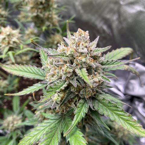 UK Narcotic growlog timeline photo