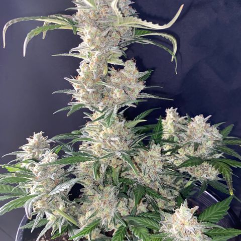 UK Narcotic growlog timeline photo