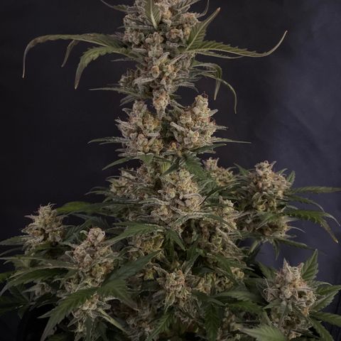 UK Narcotic growlog timeline photo
