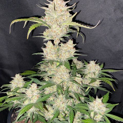 UK Narcotic growlog timeline photo