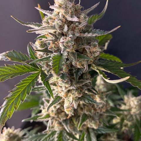 UK Narcotic growlog timeline photo