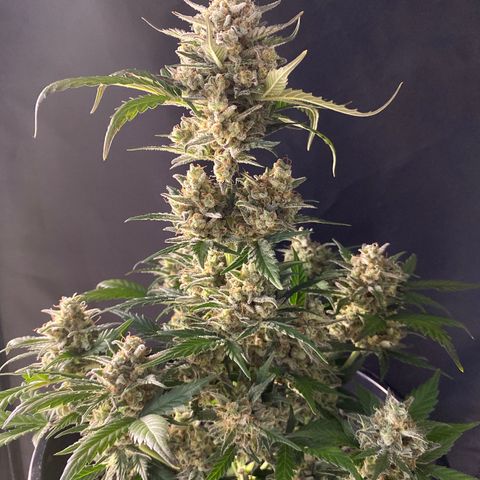 UK Narcotic growlog timeline photo