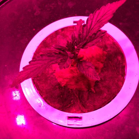 Girl Scout Cookies Auto growlog timeline photo