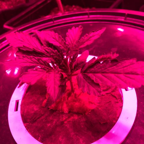 Girl Scout Cookies Auto growlog timeline photo