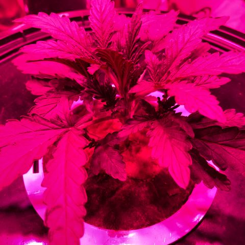 Girl Scout Cookies Auto growlog timeline photo