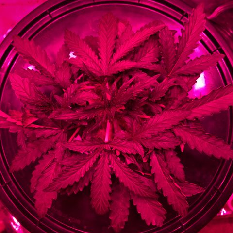 Girl Scout Cookies Auto growlog timeline photo