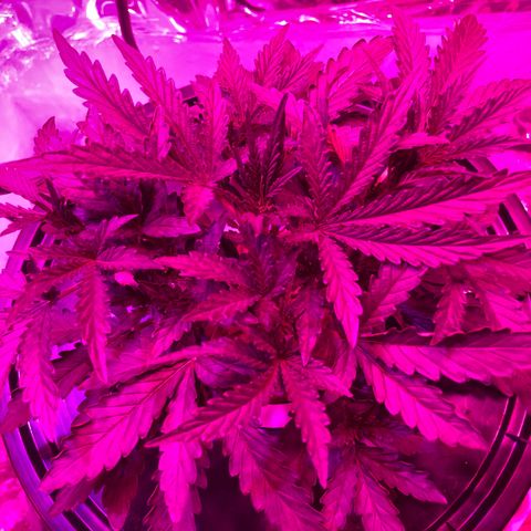 Girl Scout Cookies Auto growlog timeline photo