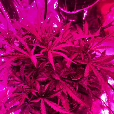 Girl Scout Cookies Auto growlog timeline photo
