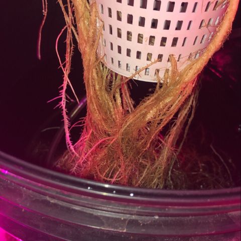 Girl Scout Cookies Auto growlog timeline photo