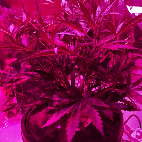 Girl Scout Cookies Auto growlog timeline photo