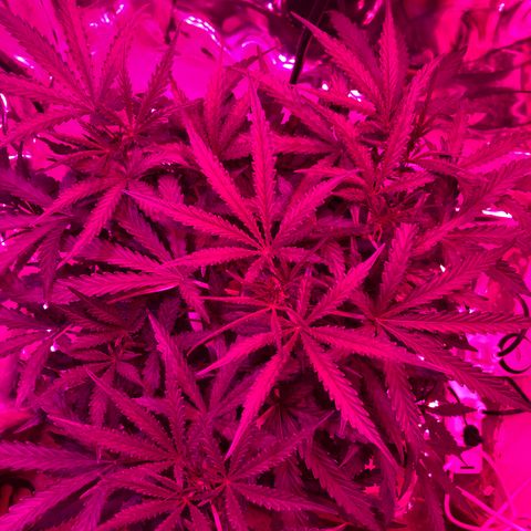 Girl Scout Cookies Auto growlog timeline photo