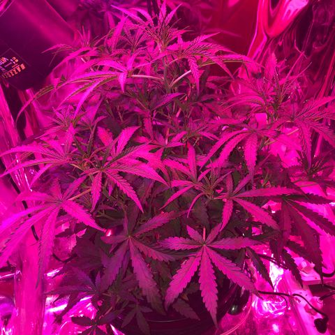 Girl Scout Cookies Auto growlog timeline photo