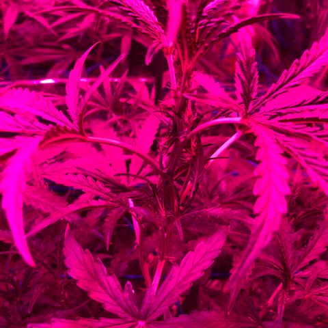 Girl Scout Cookies Auto growlog timeline photo