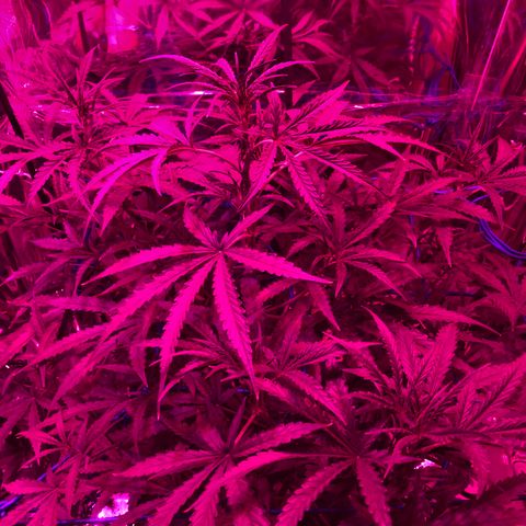 Girl Scout Cookies Auto growlog timeline photo