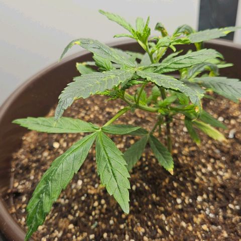 Gorilla Glue growlog photo