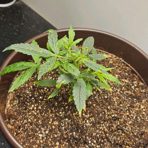Gorilla Glue growlog photo