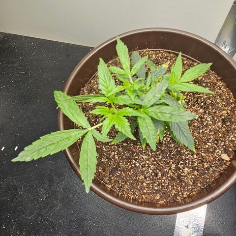 Gorilla Glue growlog photo