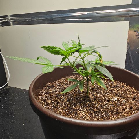 Gorilla Glue growlog photo