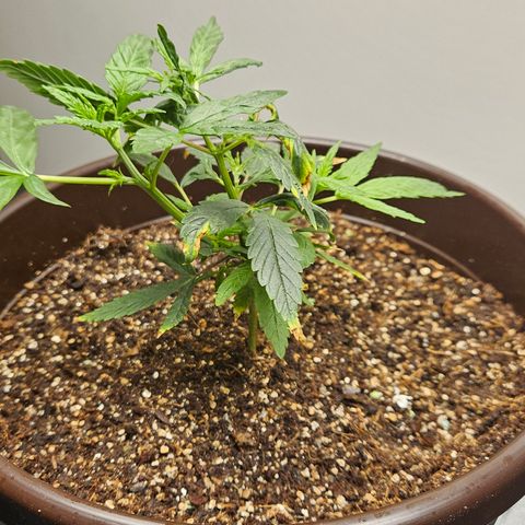 Gorilla Glue growlog timeline photo