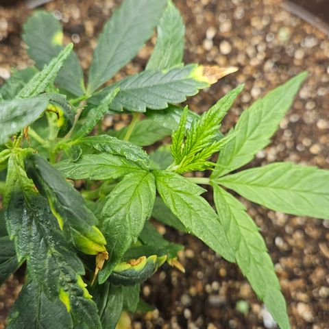 Gorilla Glue growlog photo