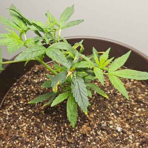 Gorilla Glue growlog timeline photo
