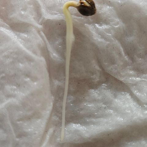 Pineapple express auto growlog timeline photo