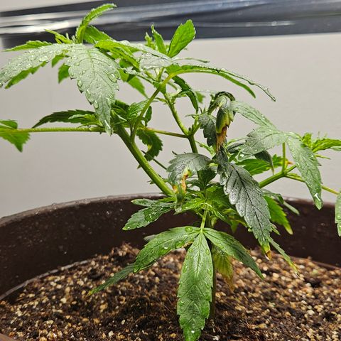 Gorilla Glue growlog photo: Aplicado silicato de potacio