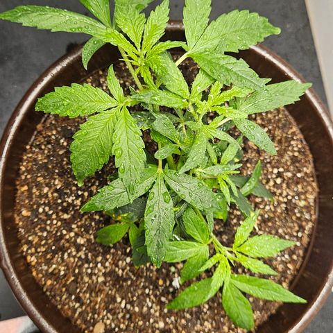 Gorilla Glue growlog photo: Aplicado silicato de potacio