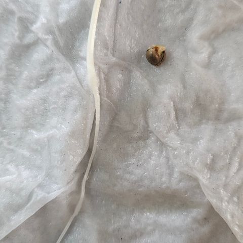 Pineapple express auto growlog timeline photo