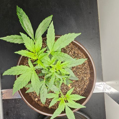 Gorilla Glue growlog timeline photo