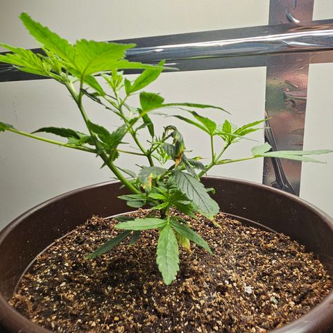 Gorilla Glue growlog timeline photo