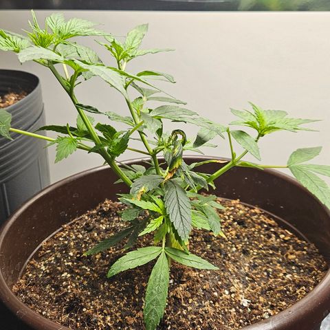 Gorilla Glue growlog timeline photo