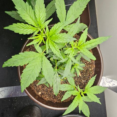 Gorilla Glue growlog timeline photo
