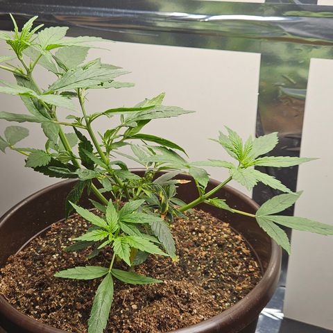 Gorilla Glue growlog timeline photo