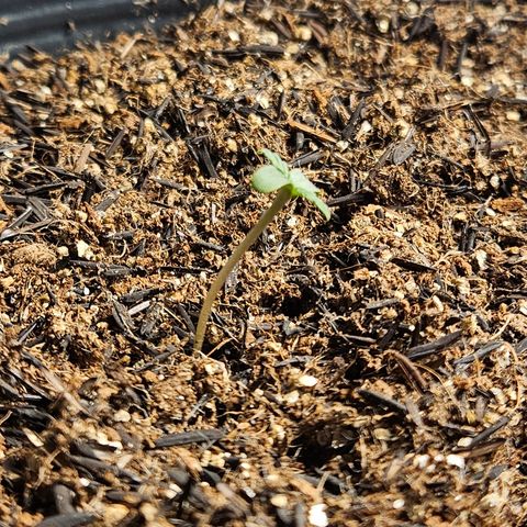 Pineapple express auto growlog timeline photo