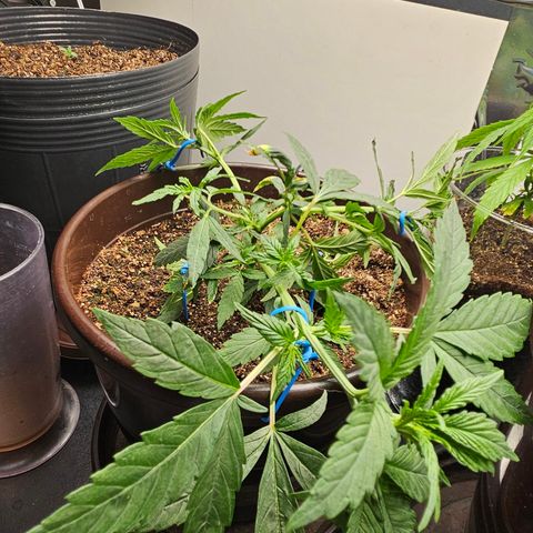 Gorilla Glue growlog timeline photo