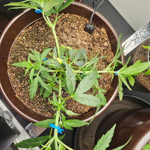 Gorilla Glue growlog timeline photo