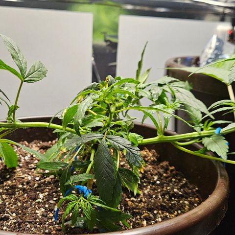 Gorilla Glue growlog timeline photo