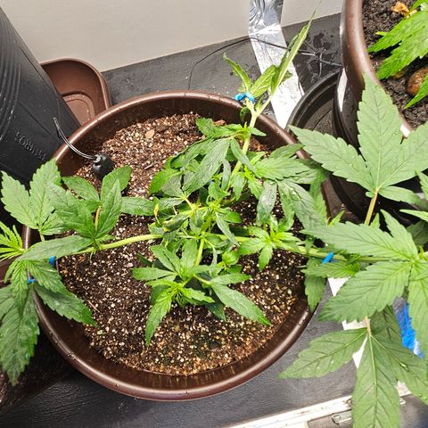 Gorilla Glue growlog timeline photo
